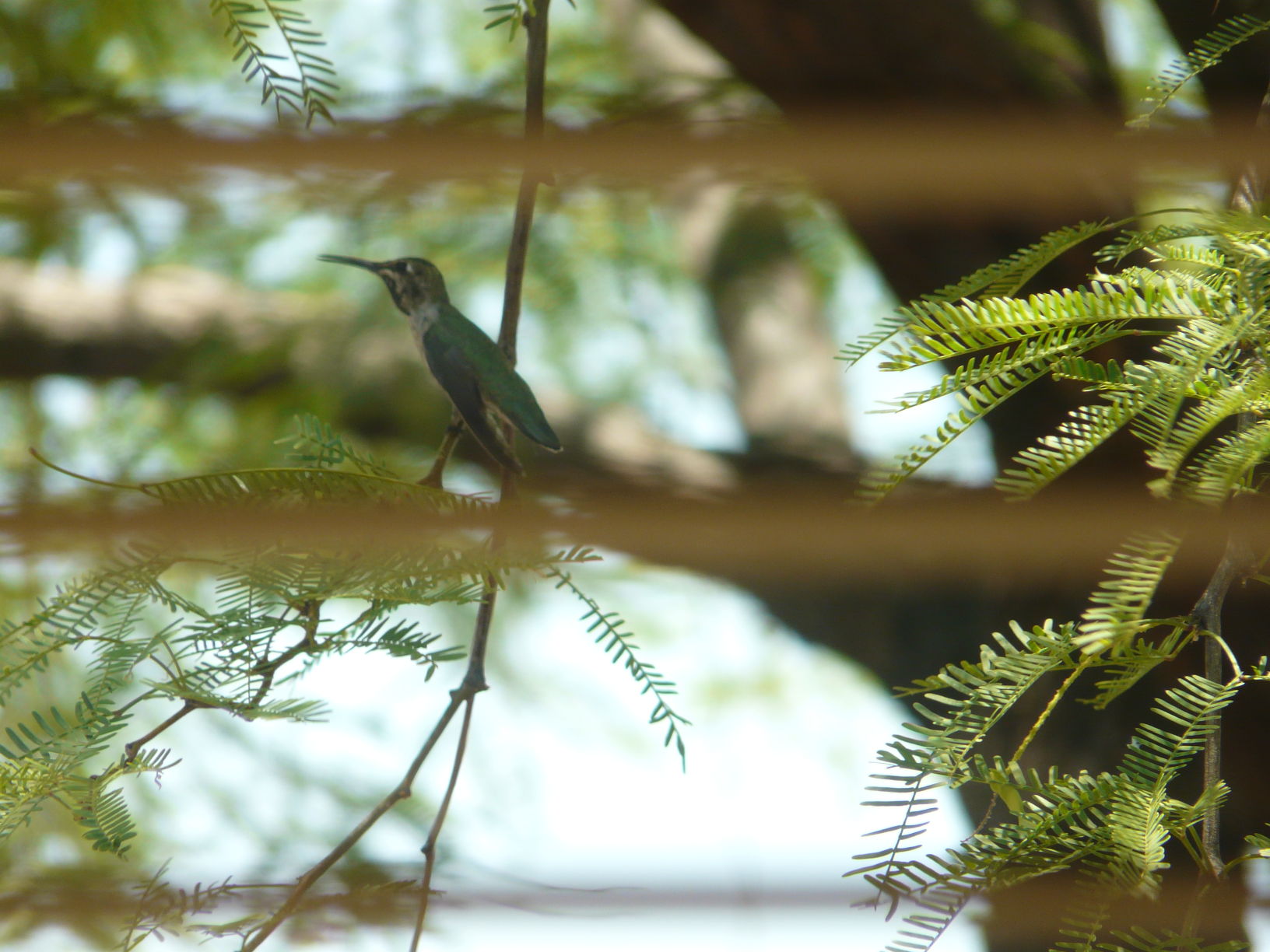Hummingbirds in backyards and beyond